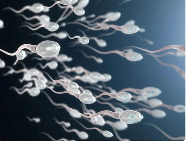 How to Increase Count of Sperm