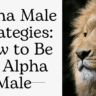 Alpha Male Strategies How to Be an Alpha Male